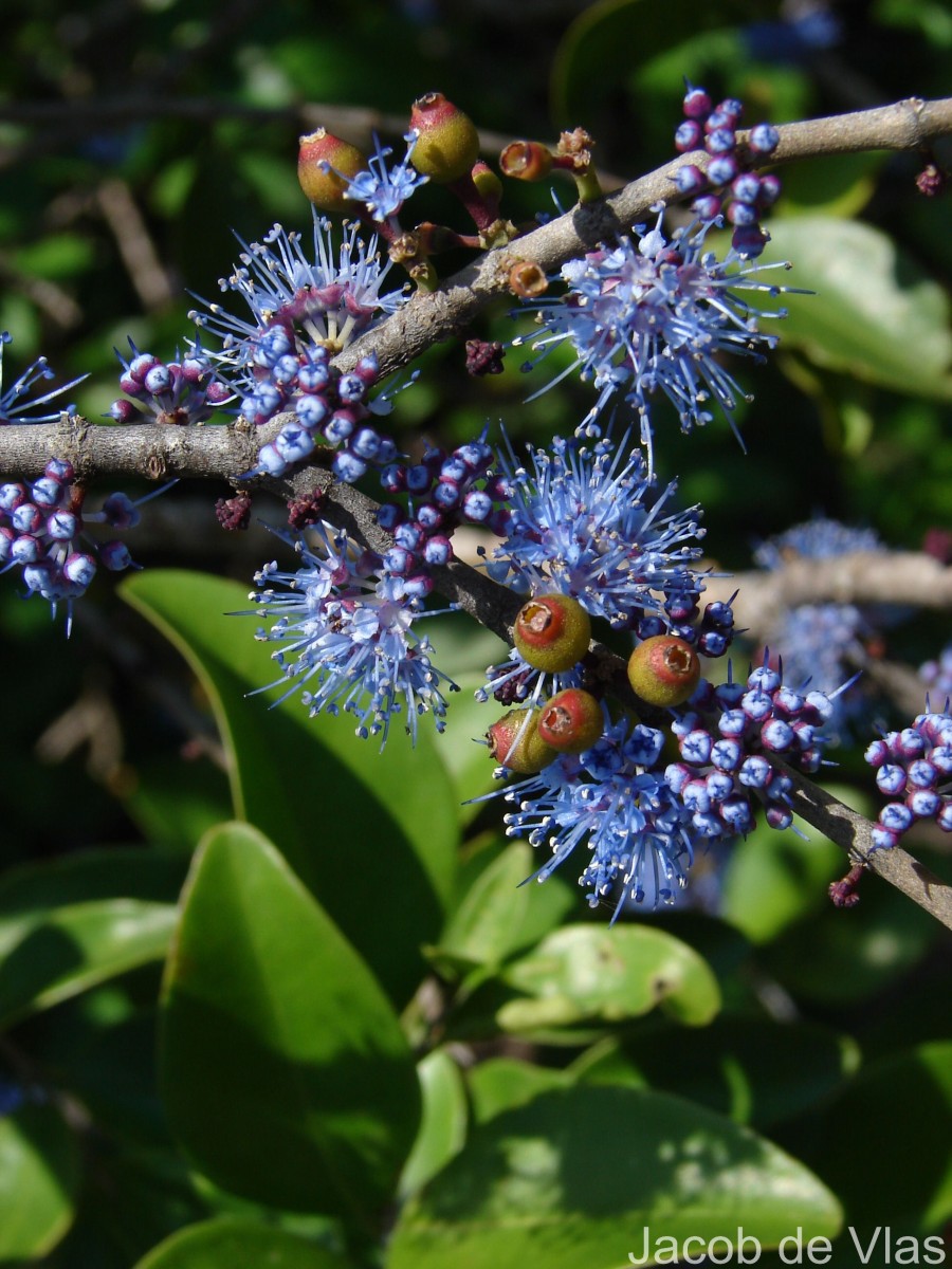 Memecylon umbellatum Burm.f.